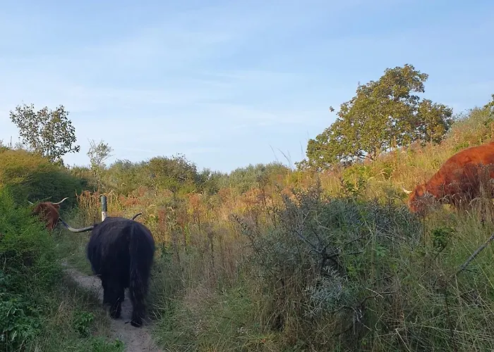 Gæstehuse i Haag