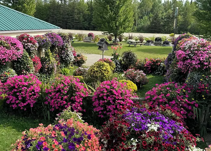 Motels in Brimley